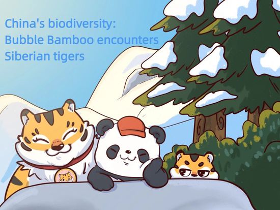 China's biodiversity | Bubble Bamboo encounters Siberian tigers