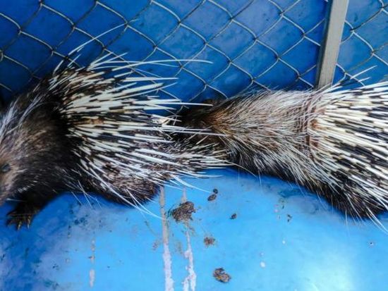 2 wild porcupines released into natural forests of Cambodia's famed Angkor Park