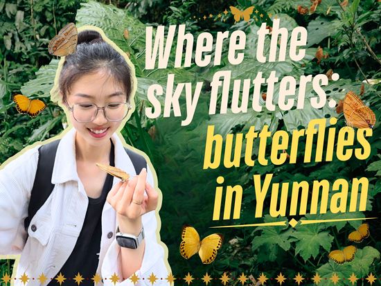 Where the sky flutters: butterflies in Yunnan