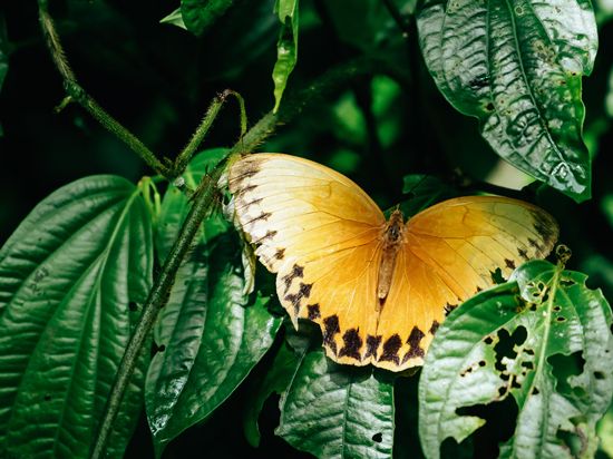 Butterfly boom in Southwest China