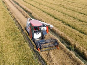 Agricultural machines harvest wheat across China
