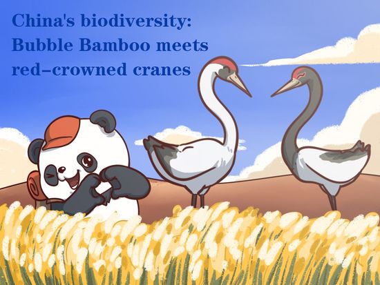 China's biodiversity | Bubble Bamboo meets red-crowned cranes
