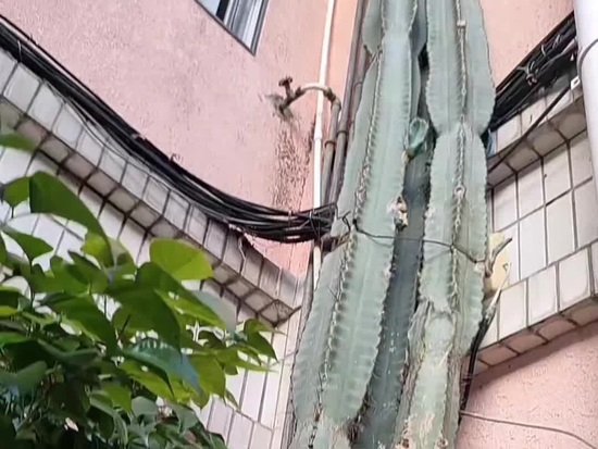 Six-story cactus in bloom