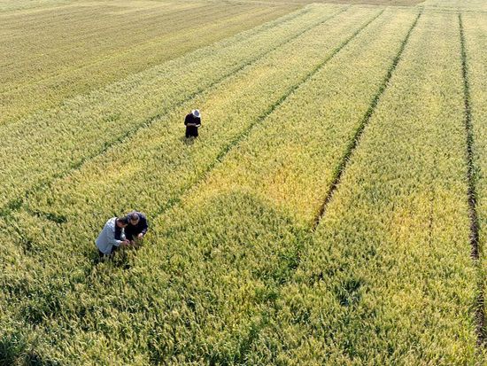 China steps up summer harvest efforts amid growing flood risks