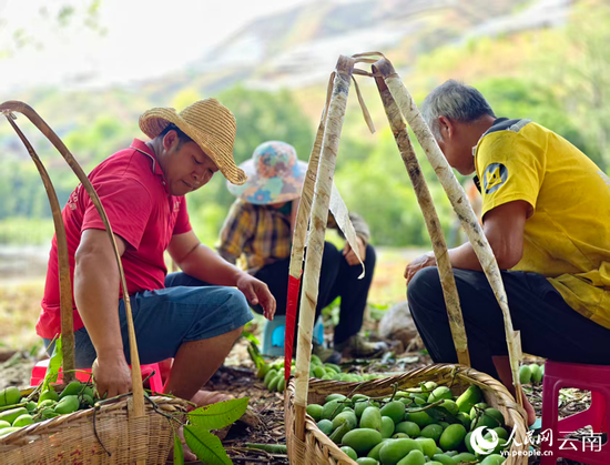 Villagers harvest mangoes in SW China's Yunnan