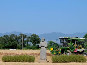 Ancient stone statues stand amid golden wheat fields during harvest in C China