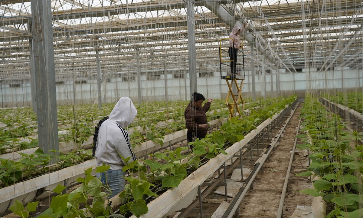 Fruit farmers work in greenhouses in Kekeya, Wensu County in Aksu Xinjiang. Photo: Courtesy of Wensu County government