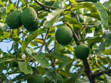 Avocado harvest season in full swing in Kenya