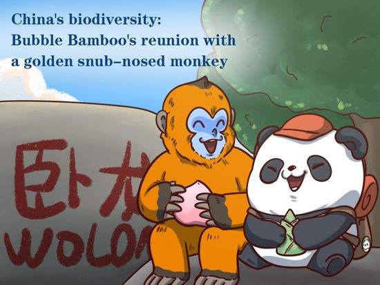 China's biodiversity | Bubble Bamboo's reunion with a golden snub-nosed monkey