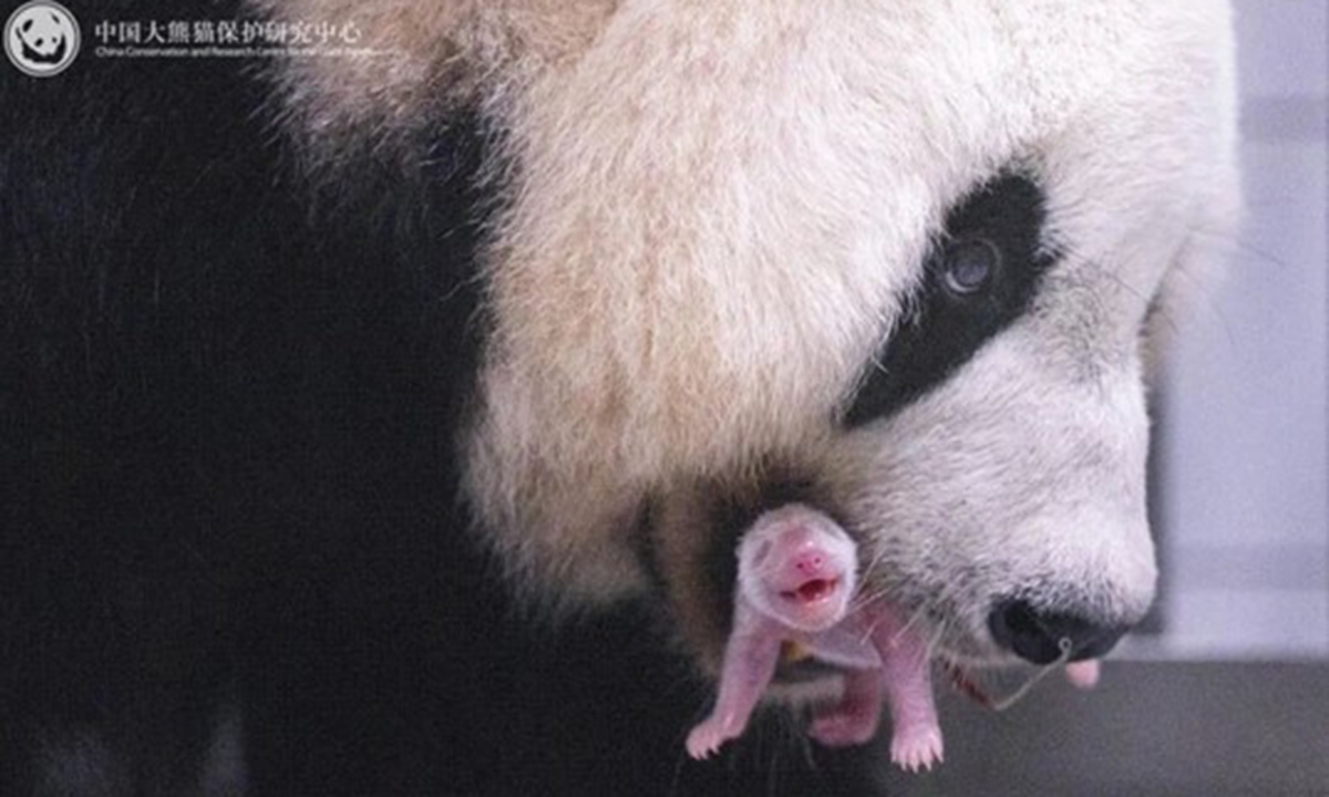 The giant panda Huani (also known as Aibao) at Everland Resort in South Korea gives birth to a female cub weighing over 170 grams on June 3 at 10:53 am. Photo: China Conservation and Research Center for Giant Panda 