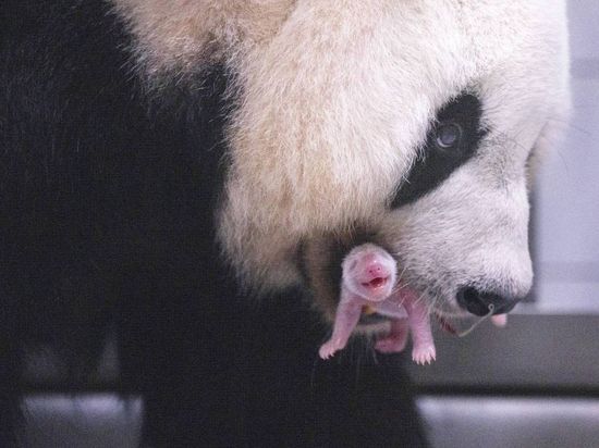 Giant panda Hua Ni gives birth to female cub in South Korea