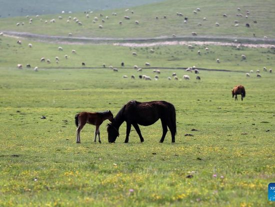 Scenery of grassland in Dingxi City, NW China's Gansu