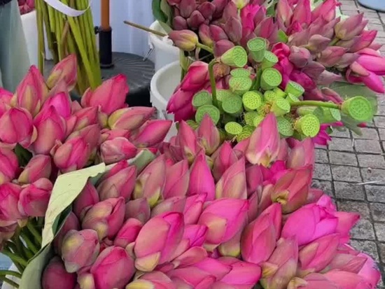 Lotus market blooms in Suzhou