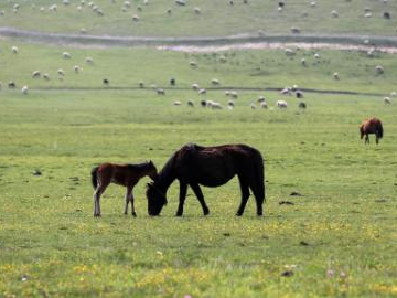 Scenery of grassland in Dingxi City, NW China's Gansu