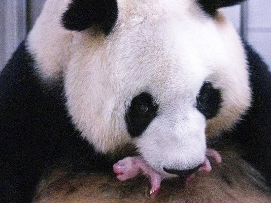 South Korea's beloved panda Ai Bao welcomes fourth cub