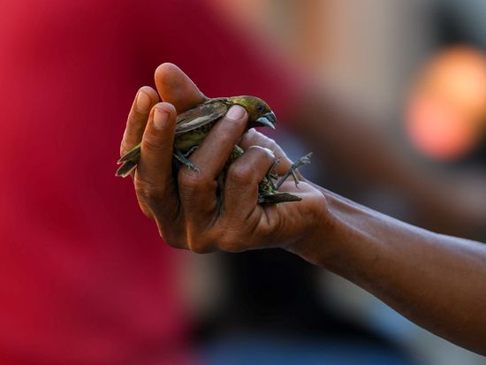Indonesia foils trafficking attempt of 100 protected birds