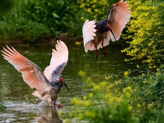 China's public stewardship delivers crested ibis conservation miracle