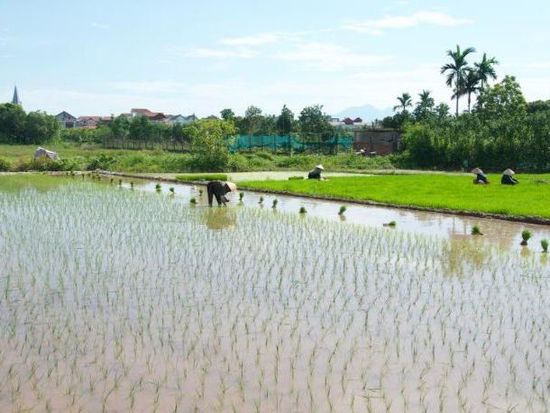 Vietnam's rice export revenue tops 2 bln USD in first 5 months
