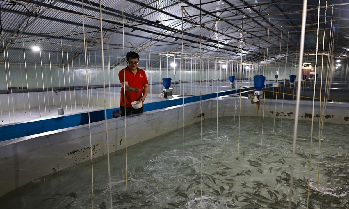 A local hatchery worker in Yantai feeds fry before their release into the Yellow Sea ahead of the seventh edition of the China-South Korea Joint Stock Enhancement and Release of Fishery Resources in Yantai, East China's Shandong Province on June 16, 2026. Photo: Deng Xiaoci/GT