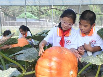 Beijing promotes modern facility agriculture during pumpkin harvest season