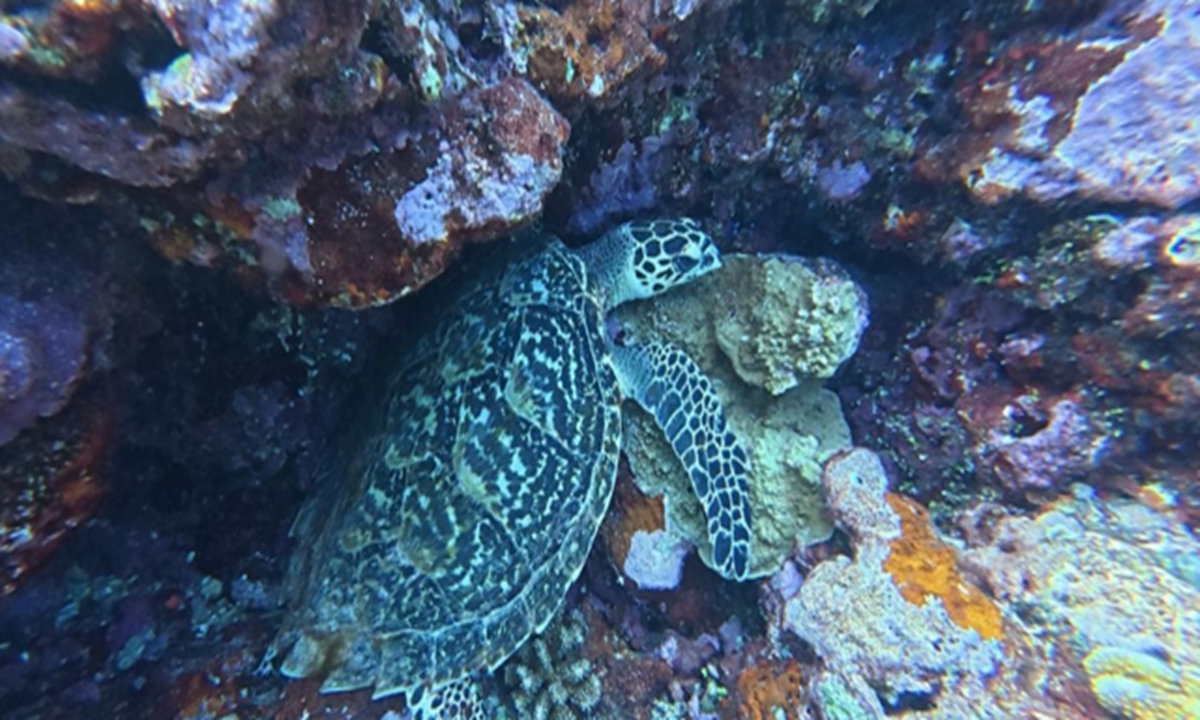 Photo: Courtesy of South China Sea Institute of Oceanology under the Chinese Academy of Sciences