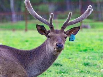 View of deer farm in Primorsky Krai, Russia