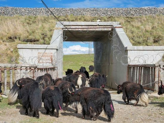Ecological corridors built for livestock along Qinghai-Xizang Railway