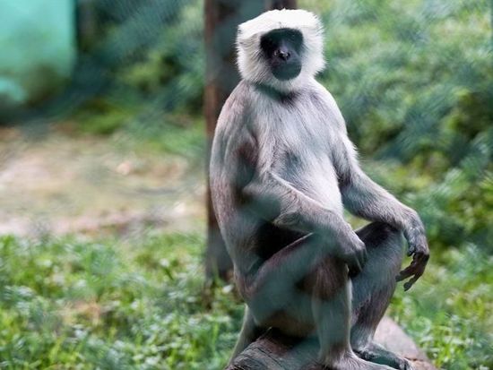 Nepal's Central Zoo closes after bird flu outbreak