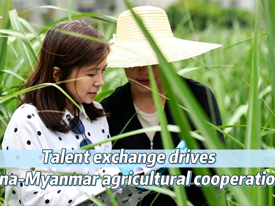 Talent exchange drives China-Myanmar agricultural cooperation