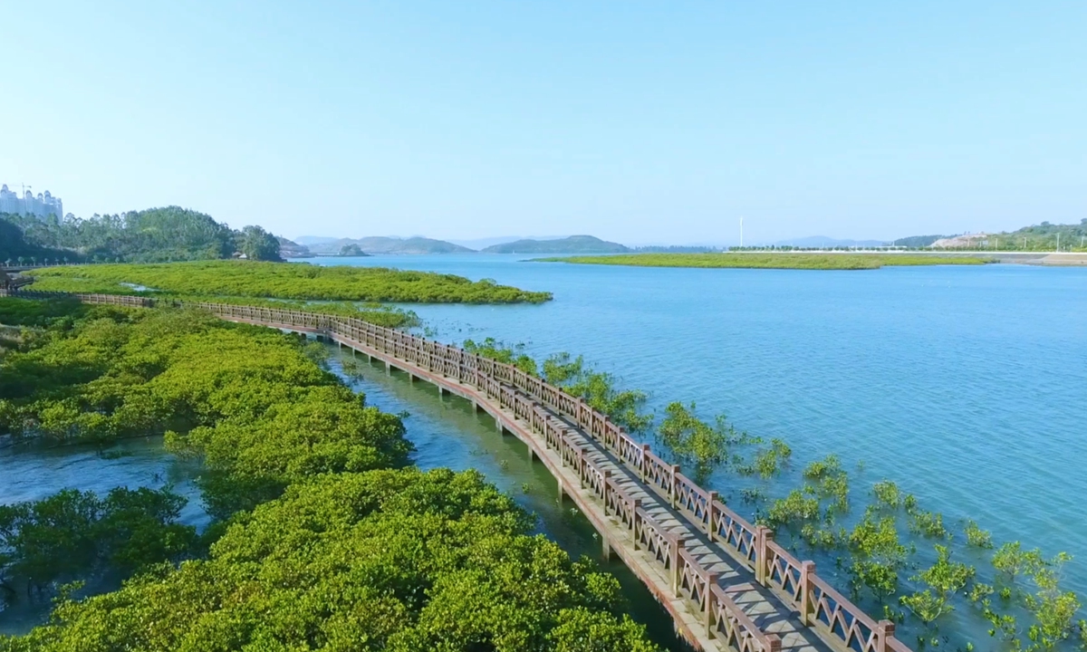 A view of mangrove forests in Fangchenggang, South China's Guangxi Zhuang Autonomous Region File photo: Fangchenggang City