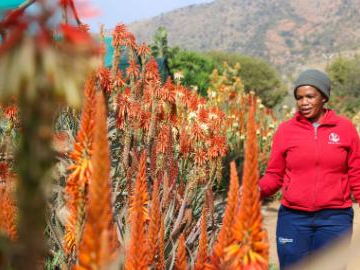Aloe festival celebrated in South Africa