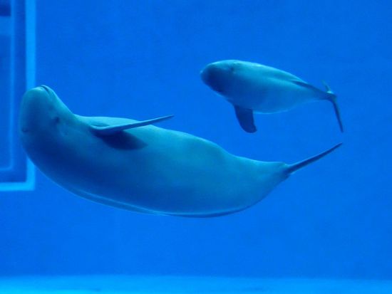 Watch the rare head-first delivery of Yangtze finless porpoise