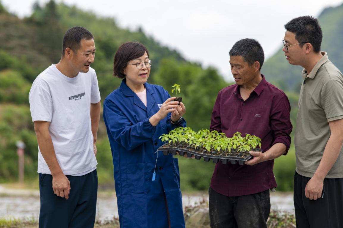 2026年5月19日，浙江省金华市婺城区箬阳乡海拔700多米的山地里，农民在科技特派员指导下种植高辣度辣椒幼苗。