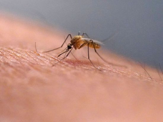 Scratching that bug bite might feel good at first but science explains why it's a bad idea