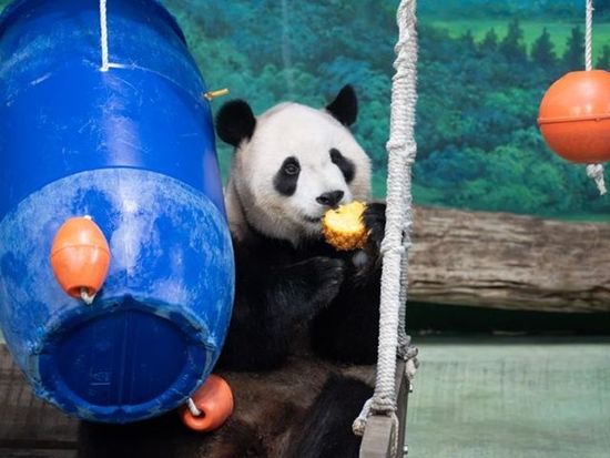 Taipei Zoo celebrates 6th birthday of mainland giant pandas' youngest offspring