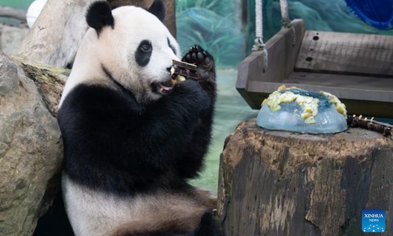 Giant panda Yuanbao has an ice cake during a birthday party at Taipei Zoo in Taipei, southeast China's Taiwan, June 28, 2026. Taipei Zoo on Sunday celebrated the sixth birthday of Yuanbao, the youngest offspring of a pair of giant pandas presented by the mainland to Taiwan in 2008. (Taipei Zoo/Handout via Xinhua)

