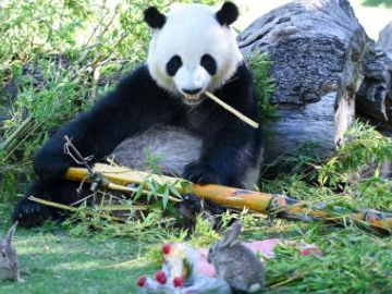 Madrid zoo helps animals beat the heat with frozen treats