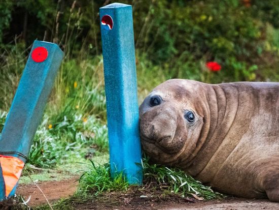 Australian officials ask fans to respect the privacy of Neil, a 1-ton seal who respects nothing
