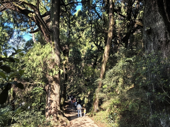 How centuries-old rule sustains ancient cypress forest in China