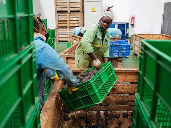 From railway to avocado: A single ripe fruit chronicles China-Kenya's path of shared prosperity
