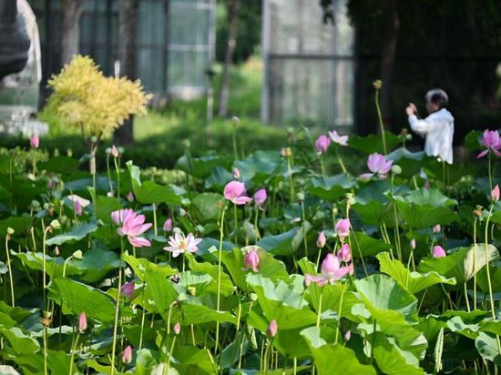 Summer scenery of Baiyangdian Lake in China's Hebei