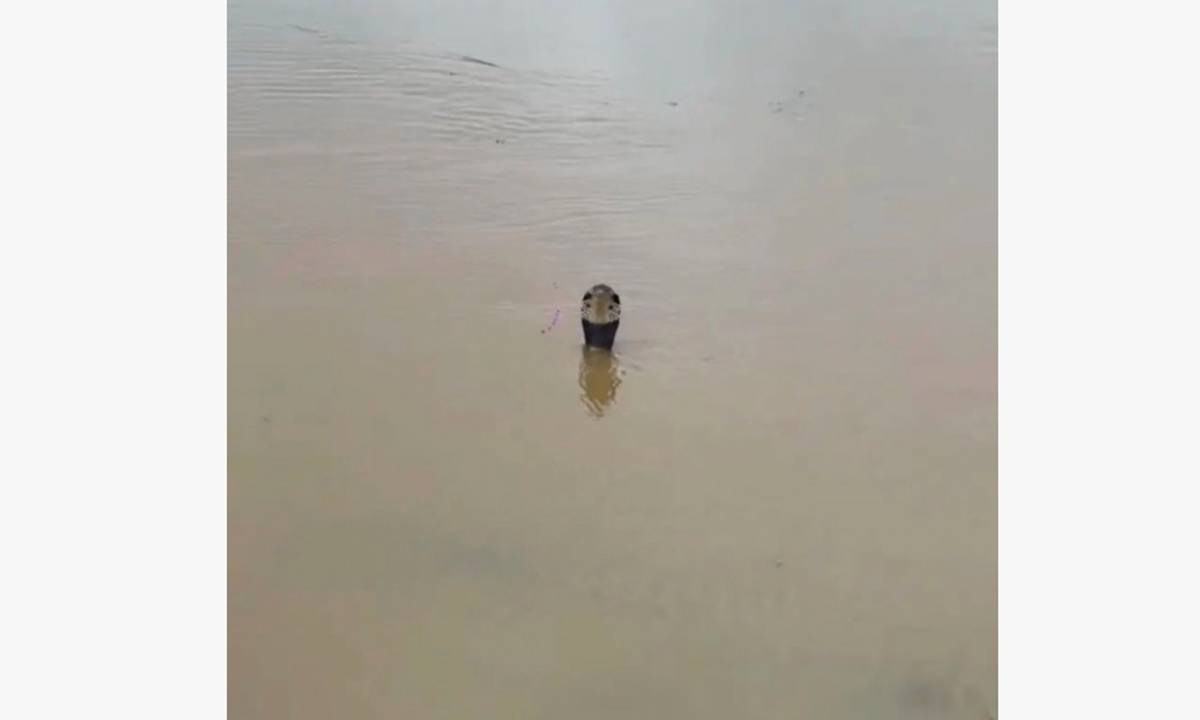 A snake that appears to be a king cobra emerges above the floodwater in Hengzhou, South China's Guangxi Zhuang Autonomous Region. Photo: Screenshot from media reports.
