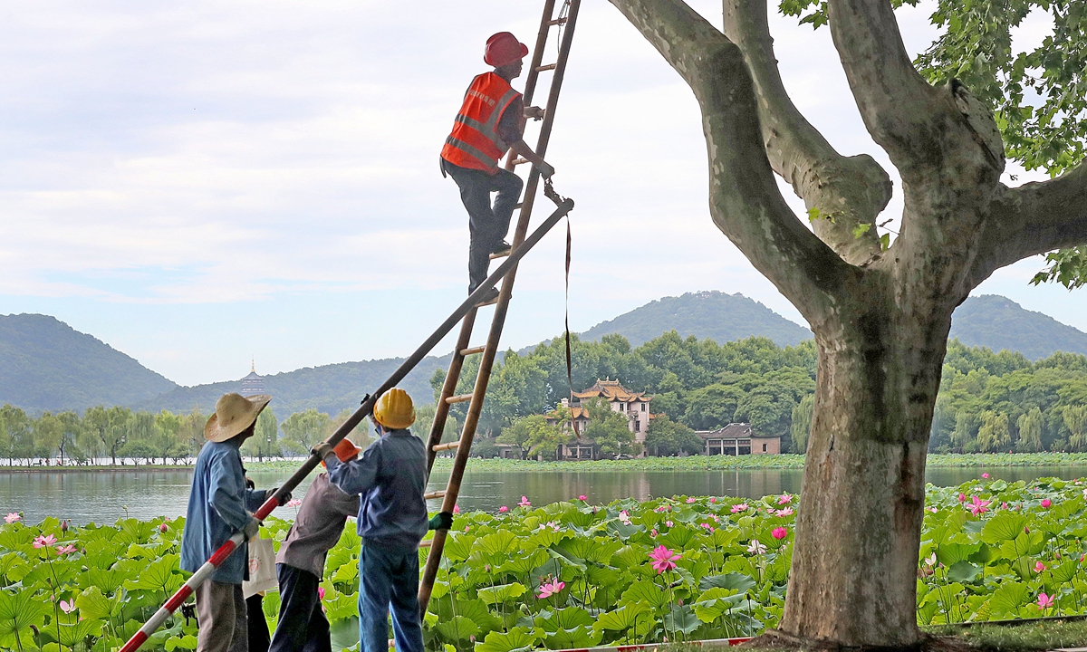 Workers reinforce trees at the West Lake scenic spot in Hangzhou, East China's Zhejiang Province, on July 8, 2026, as a precaution against Typhoon Bavi, the ninth typhoon of the year. China's eastern coastal provinces stepped up emergency measures on the day as Typhoon Bavi moves closer to the country. Photo: VCG