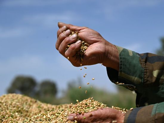 Summer grain harvest hits milestone despite challenges