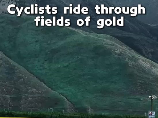 Cyclists ride through fields of gold