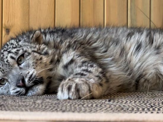From wildlife rescue to China's biodiversity conservation