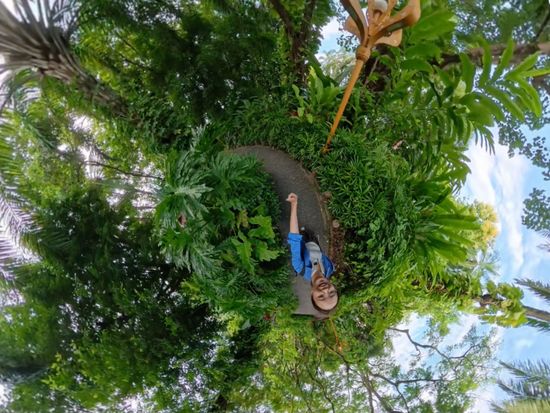 What happens when a city grows with the rainforest?