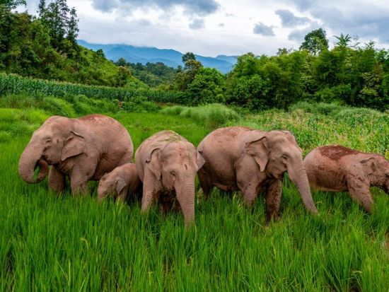 China's wild Asian elephant population nears 400: report
