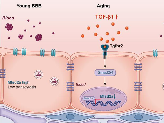 Chinese scientists reveal how aging weakens the brain's protective barrier