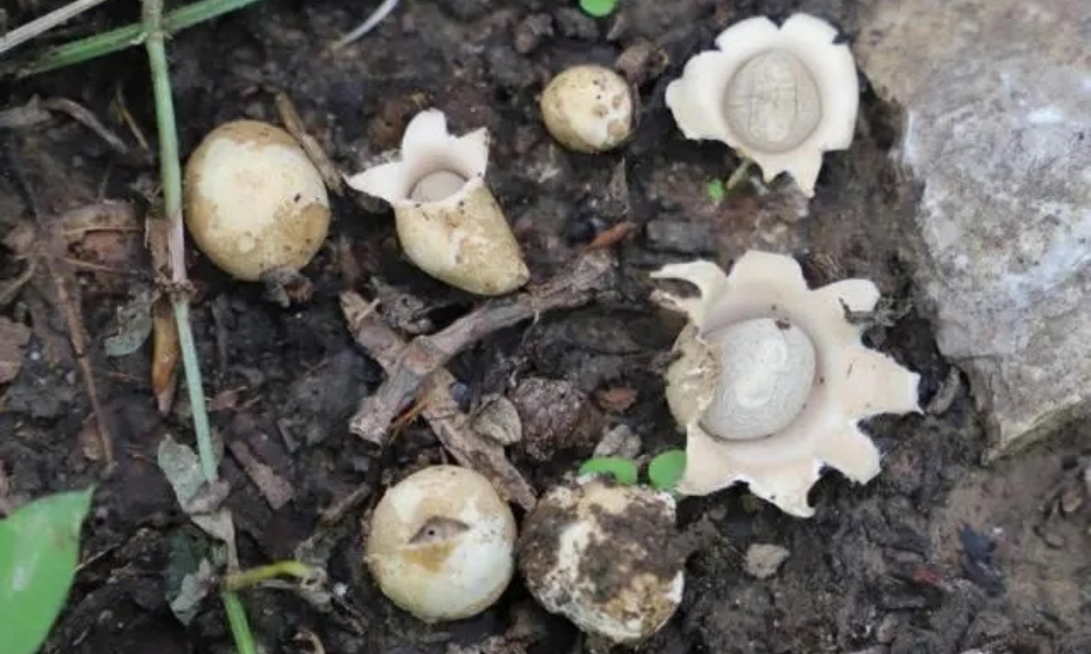 Cape Verde earthstar Photo: Screenshot from Beijing Daily